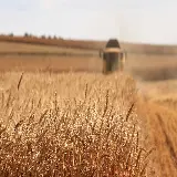 عکس تراکتور در حال برداشت گندم از مزرعه