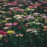 مجموعه کامل عکس های با کیفیت HD و 4K برای دانلود رایگان