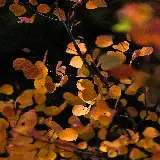 عکس پروفایل برگ و شاخه نارنجی با کیفیت بالا