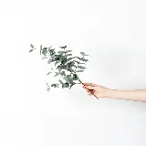 تصویر برگ سبز گیاه با کیفیت بالا برای محتوا