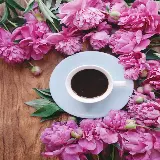 عکس قهوه سیاه و گل صد تومانی صورتی با کیفیت بالا