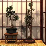چاپ قاب موبایل و گوشی عکس ذهن آرام و بونسای با رزولوشن فول اچ دی برای دانلود