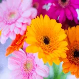 عکس ماکرو گل ژربرا با رنگ های صورتی و نارنجی