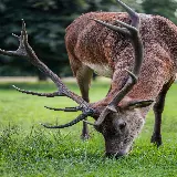 عکس گوزن قهوه‌ای با کیفیت فول اچ دی برای والپیپر