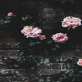 عکس باغ گل رز با کیفیت اچ دی برای دانلود رایگان
