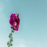 والپیپر گل ختمی بنفش در زیر آسمان با رنگ های جذاب و کیفیت 4K
