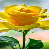 عکس گل رز و کره زمین برای قاب گوشی با کیفیت عالی