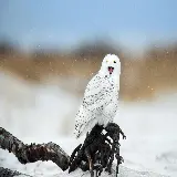 تصویر جغد برفی در حال خمیازه کشیدن با کیفیت بالا