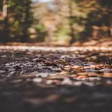 عکس مسیر پیاده روی در جنگل با نورپردازی طبیعی