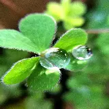 عکس برگ و شبدر با کیفیت بالا و رزولوشن عالی برای دانلود