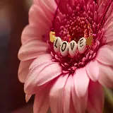 عکس کلمه عشق با گل ژربرا و کیفیت بالا برای دانلود