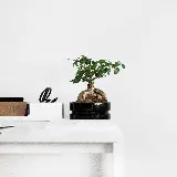 چاپ قاب موبایل و گوشی عکس مینیمال از بن سای کوچک در گلدان سیاه کیفیت 4K