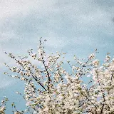 تصویر ابر و درخت و چمن با کیفیت بالا برای والپیپر و بک گراند