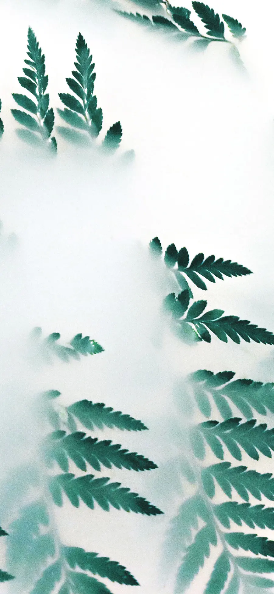 عکس برگ هنری با کیفیت بالا برای والپیپر گوشی آیفون