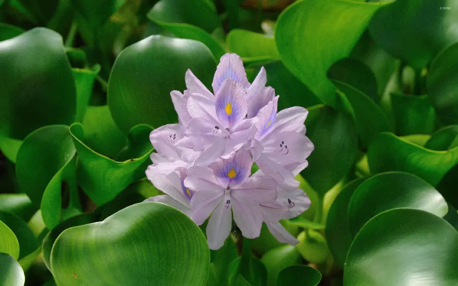 چاپ پوستر سفارش چاپ تابلو سنبل با قیمت ارزان و کیفیت عالی