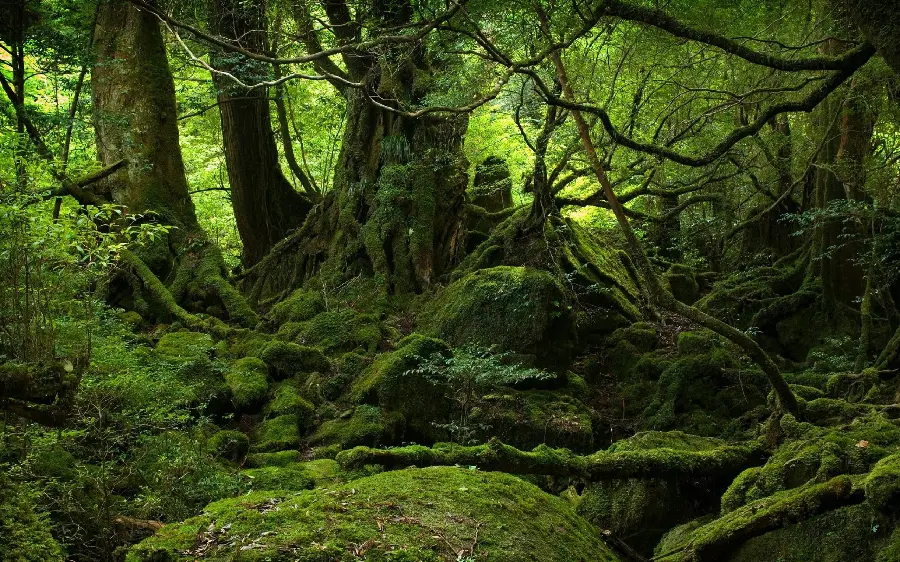 چاپ پوستر خرید شاسی عکس جنگل با قیمت ارزان و کیفیت بالا برای دکور