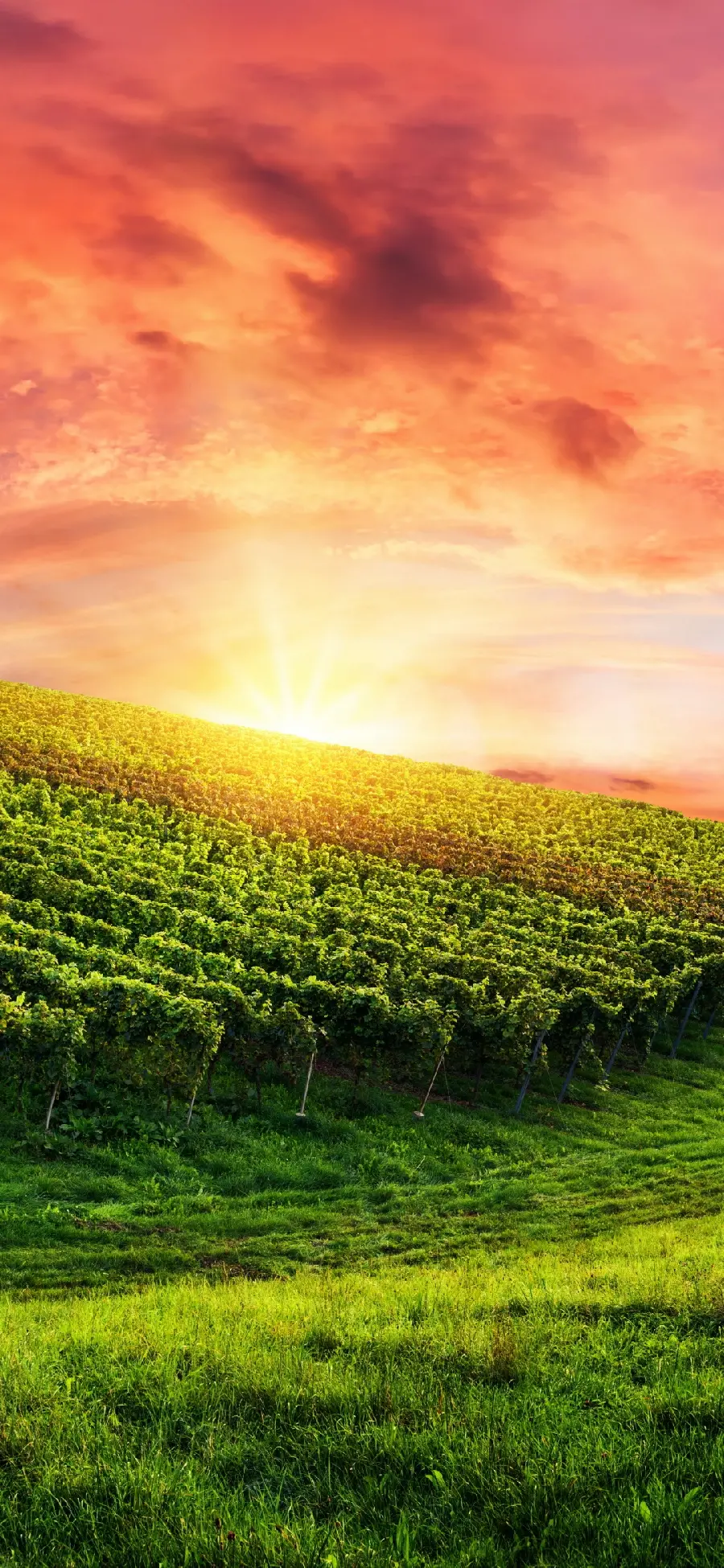 چاپ پوستر چاپ پوستر دیواری Man Made Vineyard برای پذیرایی