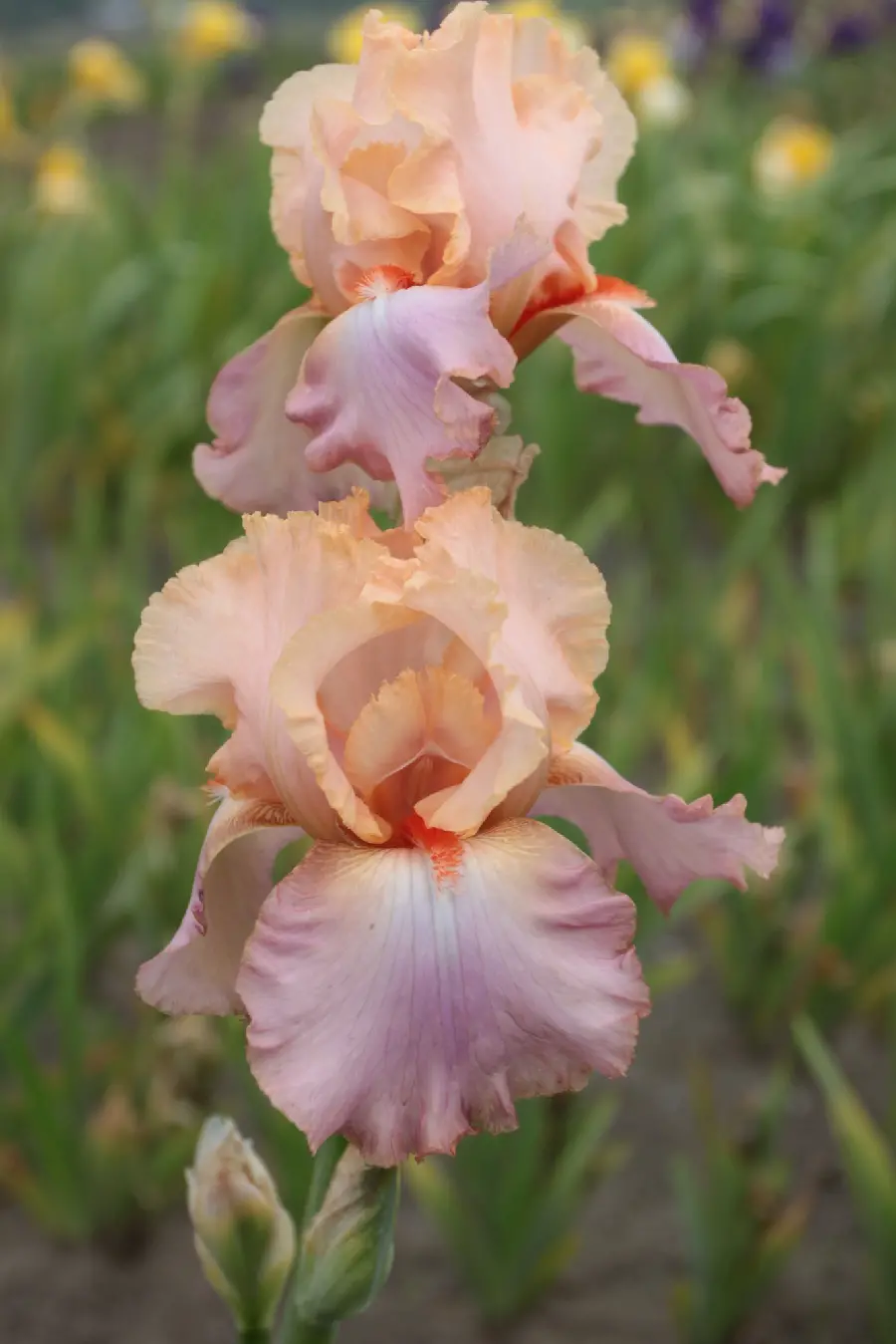 والپیپر آیفون گل آیریس با کیفیت اچ دی و رزولوشن بالا