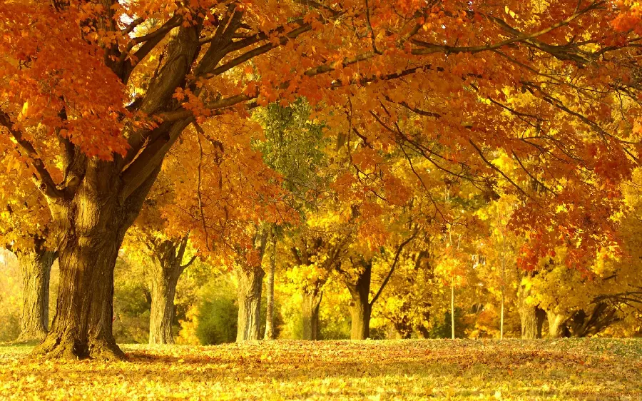 پوستر پاییزی برای دکوراسیون منزل و محل کار