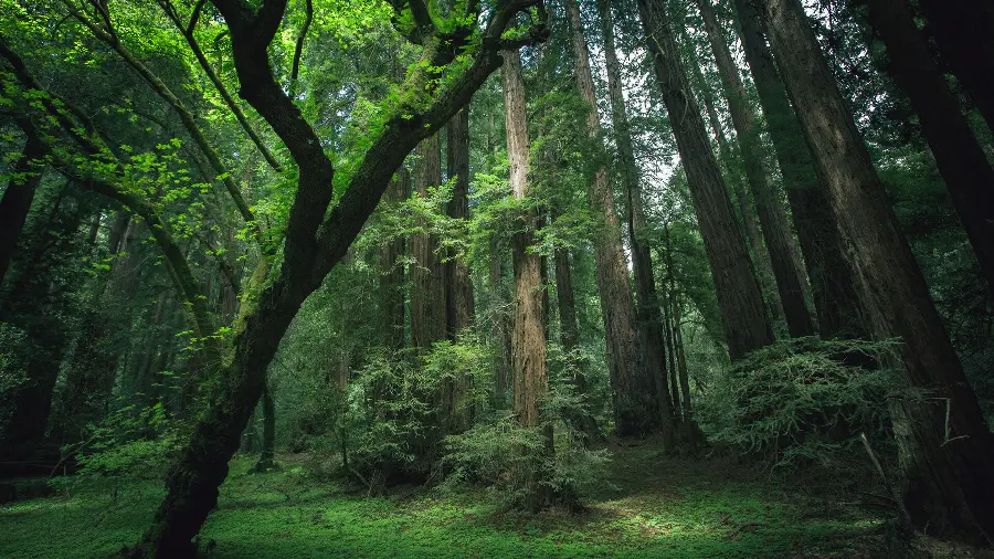 چاپ پوستر سفارش تابلو دیواری جنگل با قیمت مناسب و کیفیت بالا برای اتاق