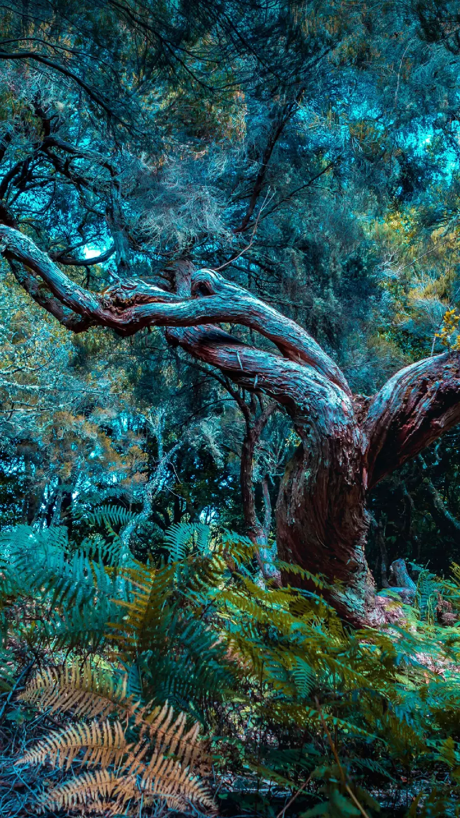 قاب مبایل جنگل برای سامسونگ با چاپ با کیفیت و بهترین قیمت