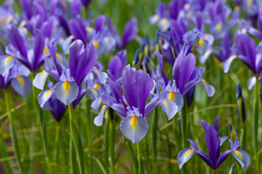 والپیپر دسکتاپ گل آیریس با کیفیت اچ دی و مناسب برای طراحی