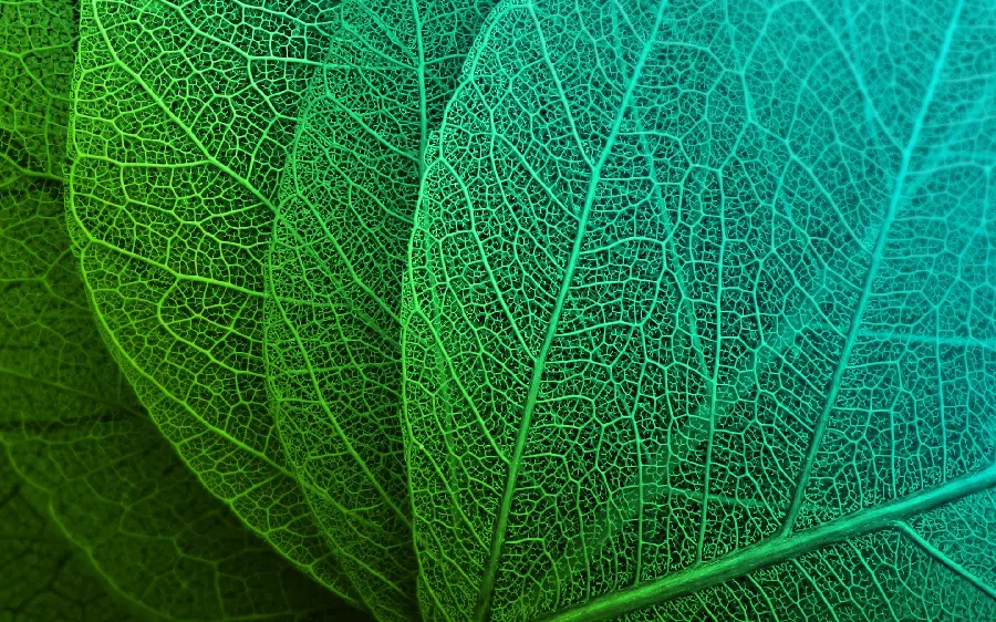 تصویر پس زمینه برگ سبز دسکتاپ رتینا با کیفیت اچ دی