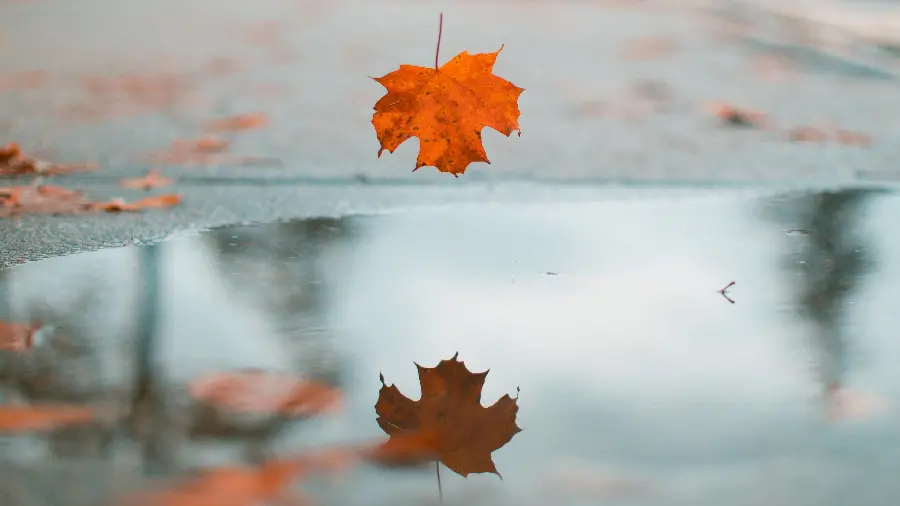 والپیپر 4K دسکتاپ برگ افرا با کیفیت بالا برای تولید محتوای بصری