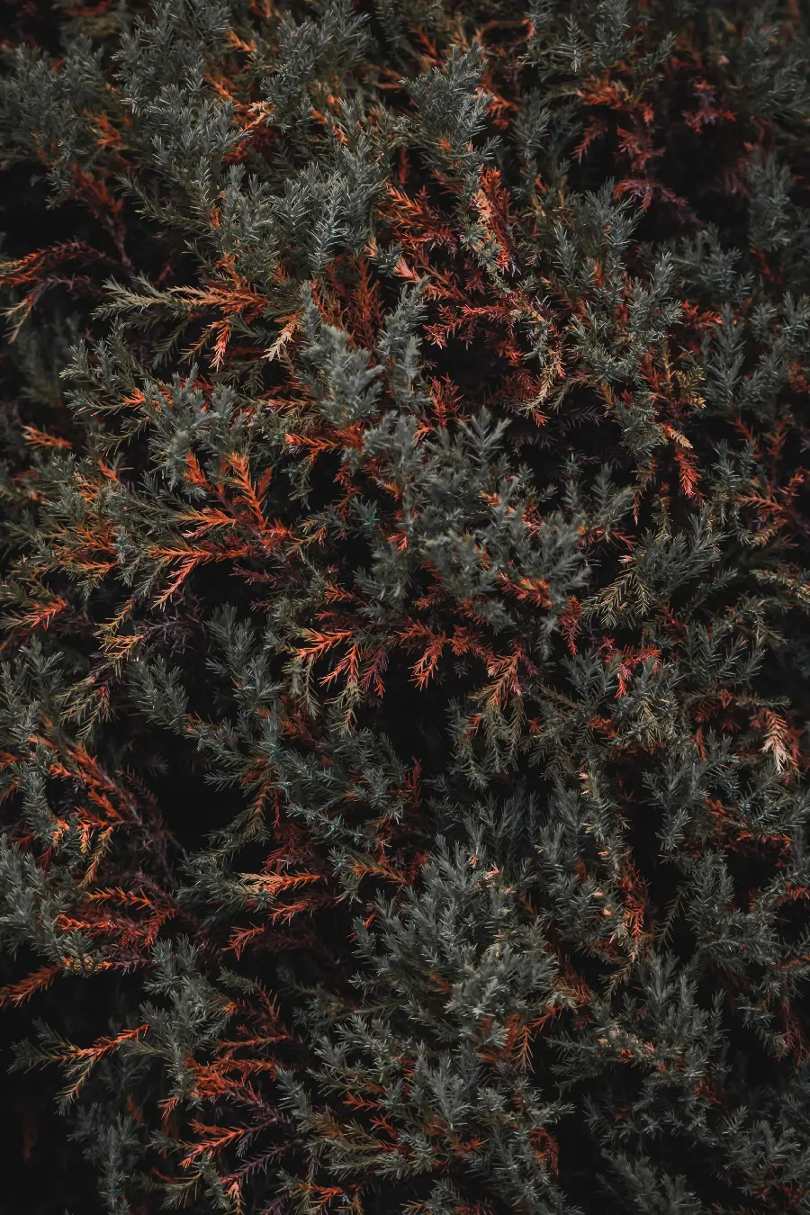 چاپ پوستر سفارش شاسی عکس پرچین بوته درخت شاخ و برگ با قیمت ارزان برای اتاق خواب