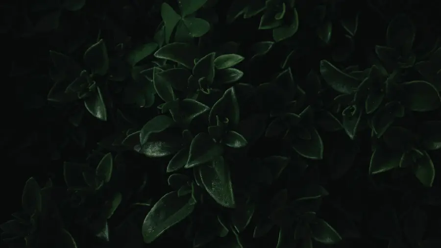 عکس برگ با کیفیت بالا برای بک‌گراند دسکتاپ 1920x1080