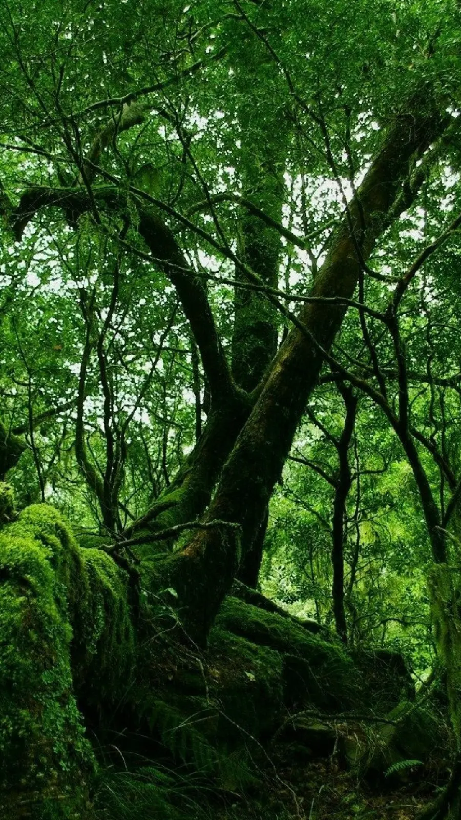 قاب مبایل جنگل برای موبایل با چاپ با کیفیت و قیمت ارزان