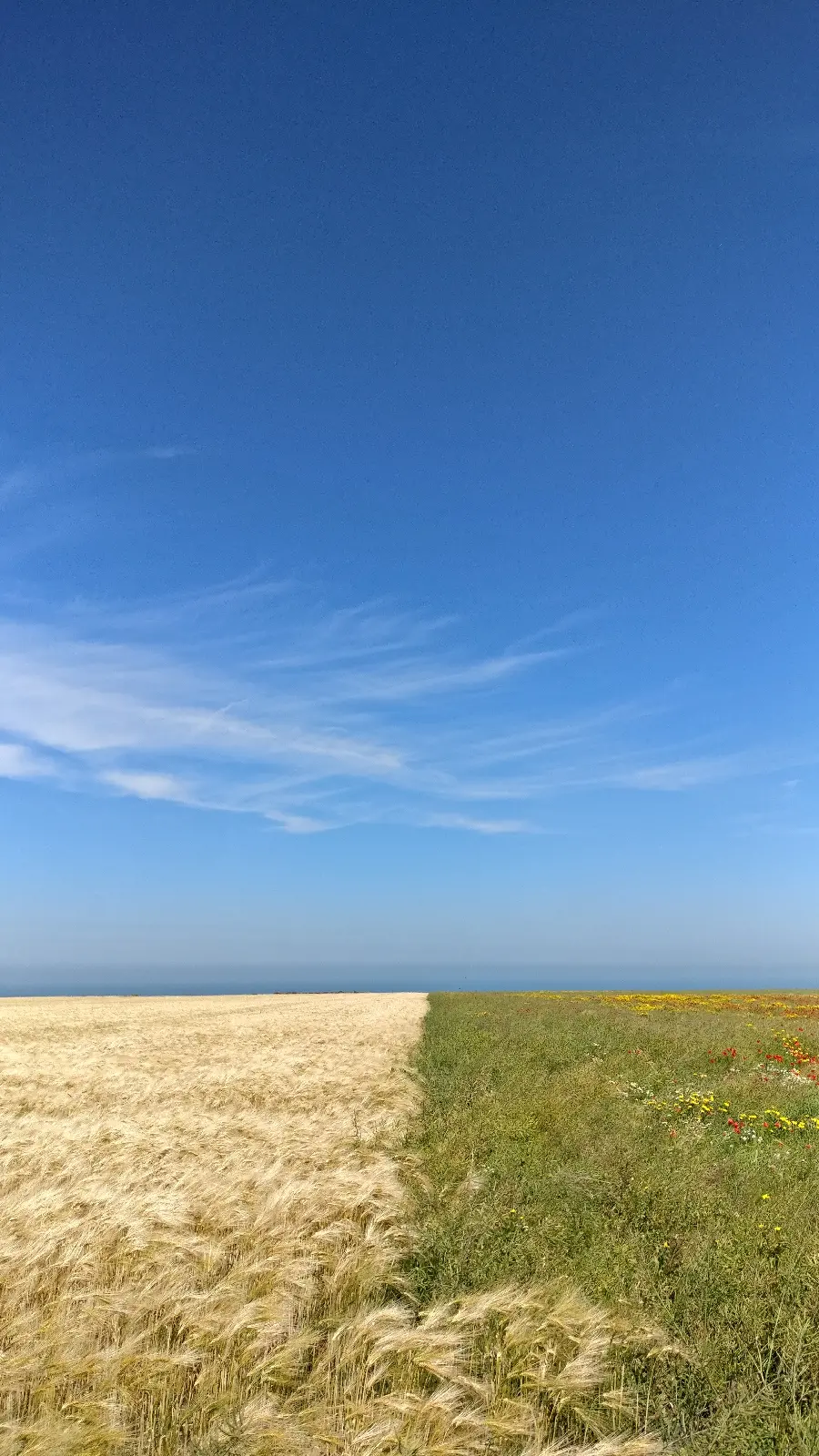 چاپ پوستر خرید شاسی عکس ذرت زرد سبز آبی با ارزانترین قیمت برای منزل