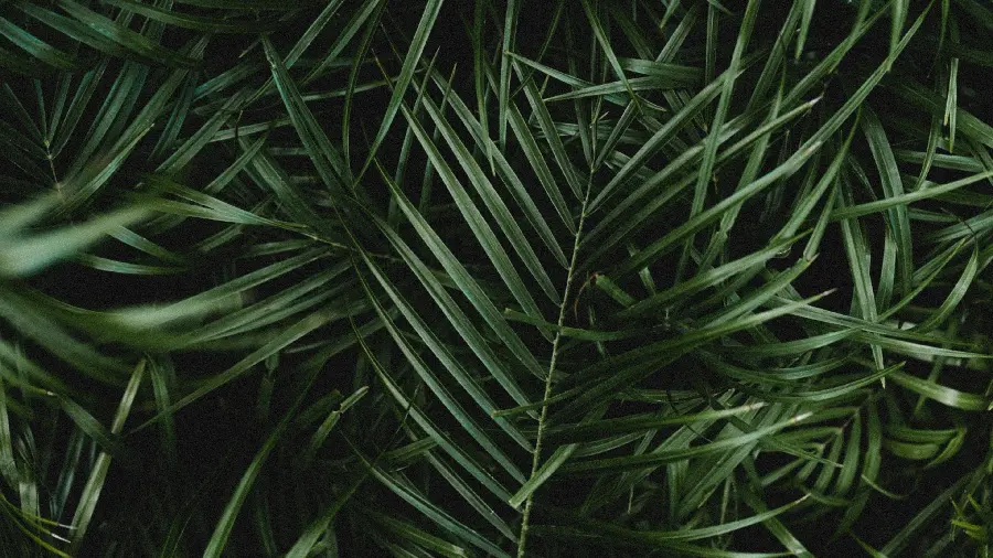 دانلود تصویر برگ 4K دسکتاپ با کیفیت عالی برای چاپ