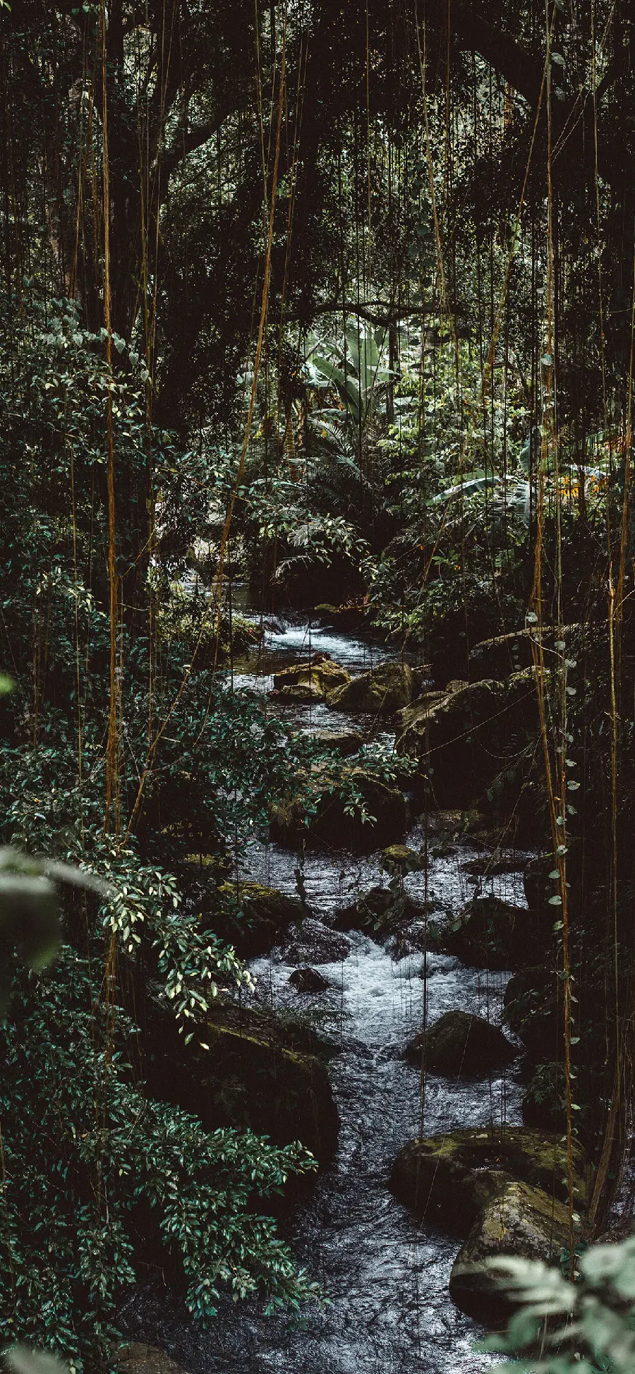 قاب موبایل سامسونگ جنگل برای چاپ با کیفیت بالا و قیمت مناسب