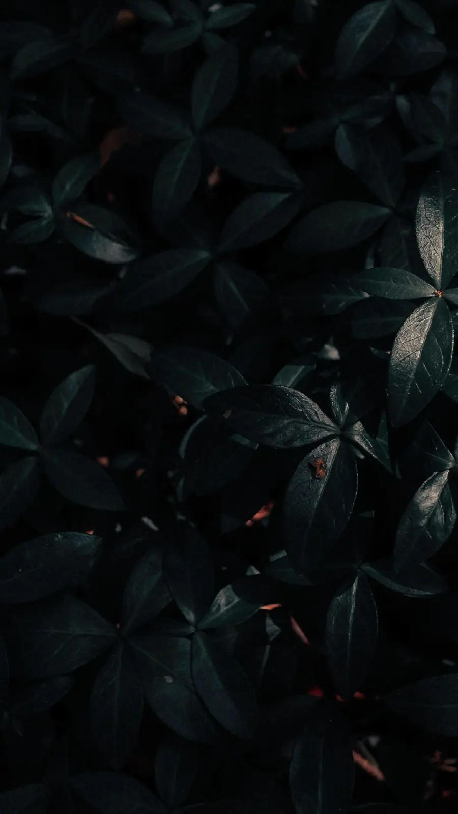 تصویر زمینه برگ با کیفیت 1080p برای گوشی سامسونگ