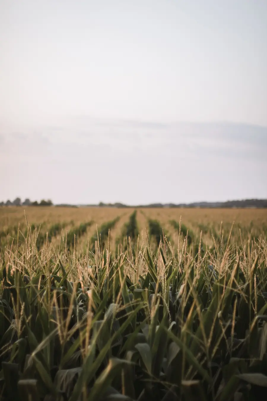 چاپ پوستر سفارش تخته شاسی جاده و منظره اوهایو با بهترین قیمت