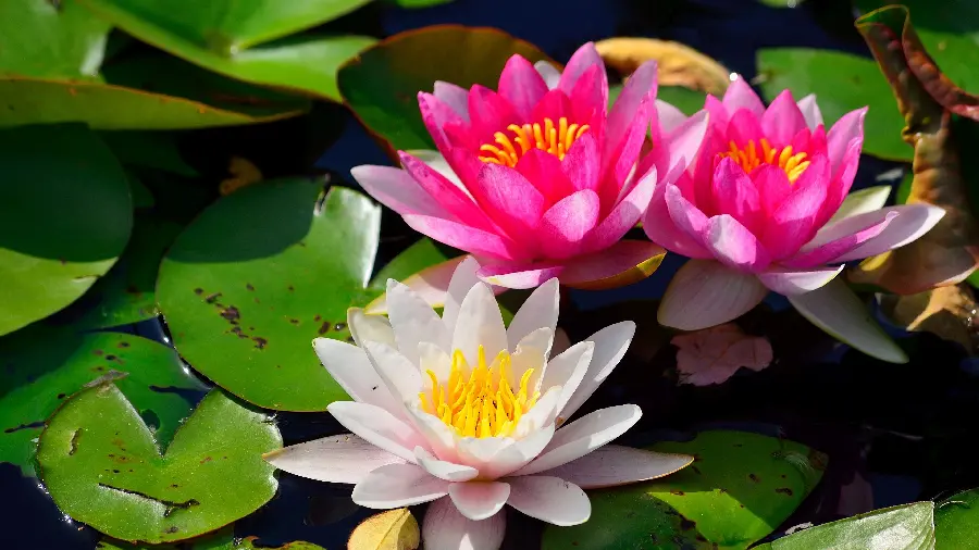 چاپ پوستر سفارش تابلو دیواری 4K بزرگ از نیلوفر آبی با چاپ حرفه‌ای