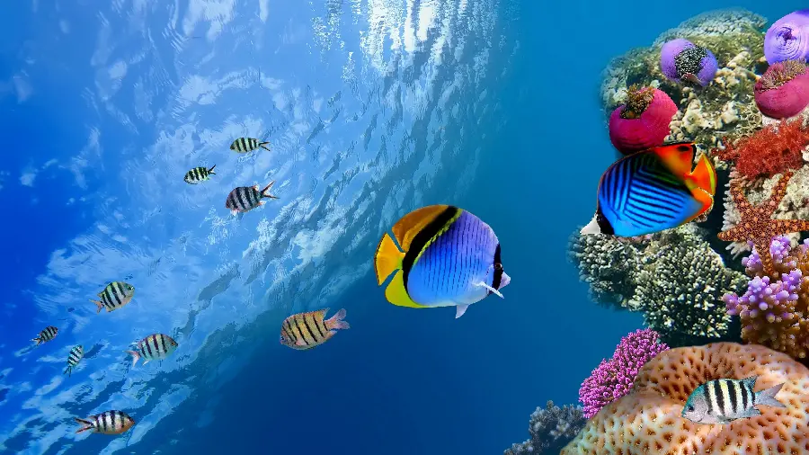 پوستر دیواری صخره مرجانی برای قاب گوشی آیفون با قیمت مناسب