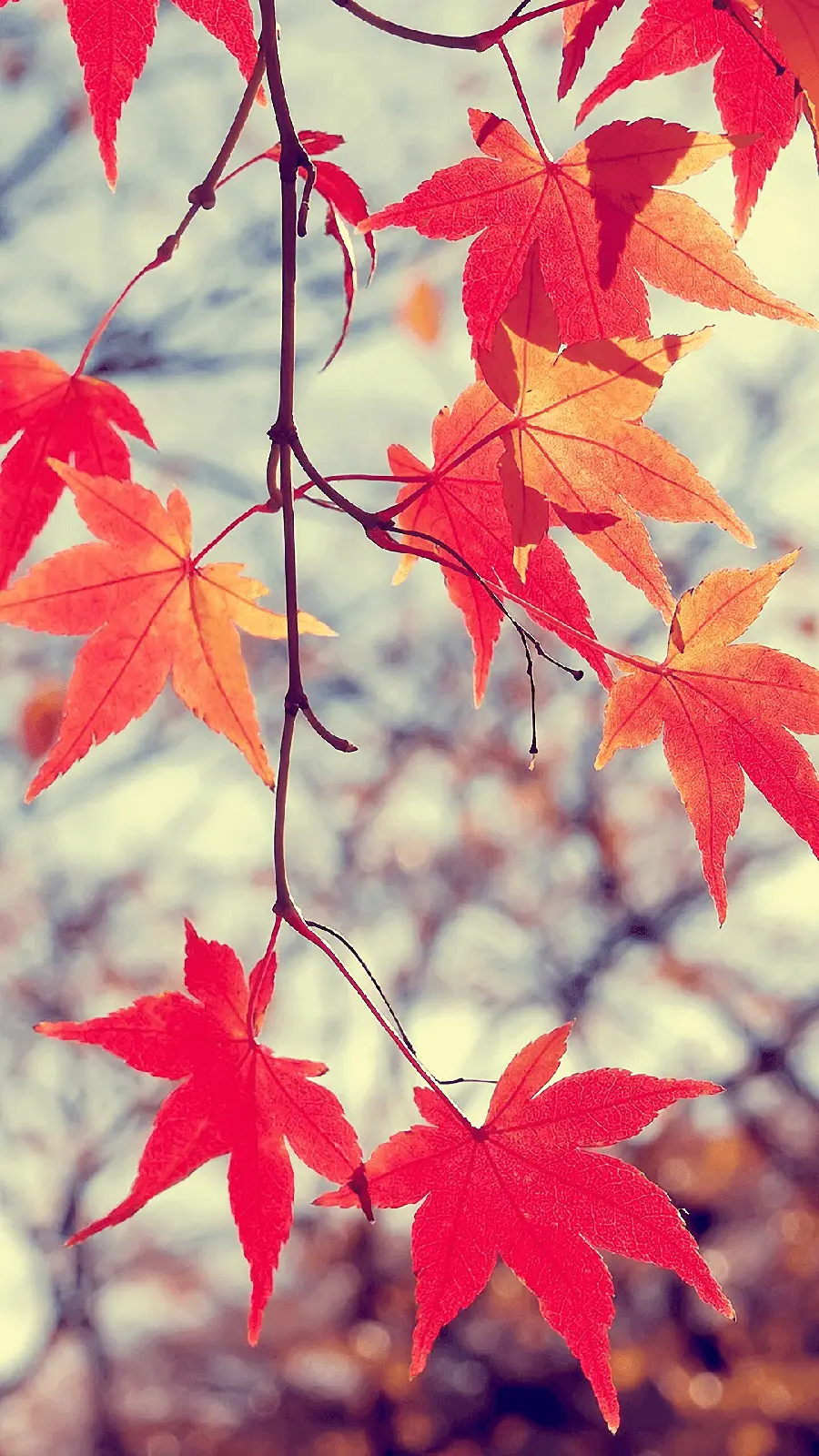 والپیپر برگ موبایل با کیفیت فول اچ دی برای دانلود رایگان