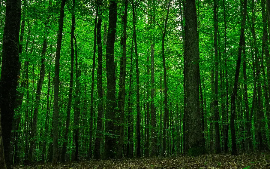 تصویر زمینه دسکتاپ جنگل سبز با کیفیت اچ دی و رزولوشن بالا