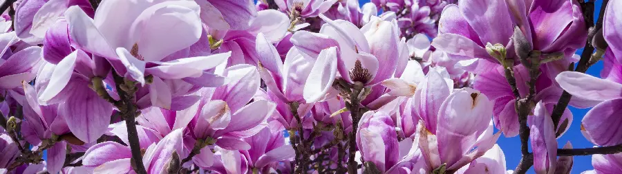 چاپ پوستر سفارش چاپ پوستر گل ماگنولیا روی شاسی عکس برای دو مانیتور