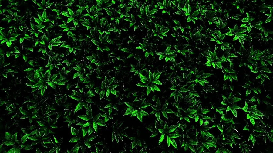 والپیپر برگ دسکتاپ فول اچ دی با کیفیت عالی 1920x1080