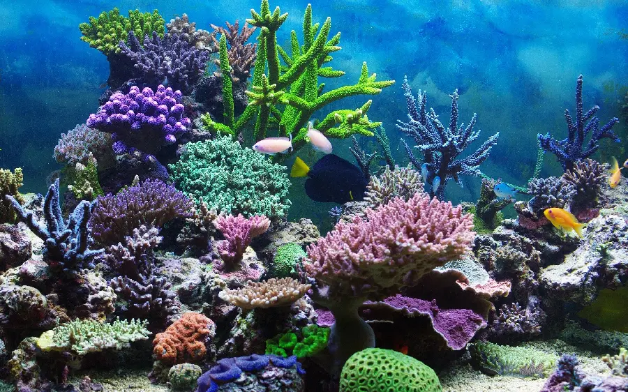 خرید تابلو شاسی صخره مرجانی برای سامسونگ با قیمت ارزان