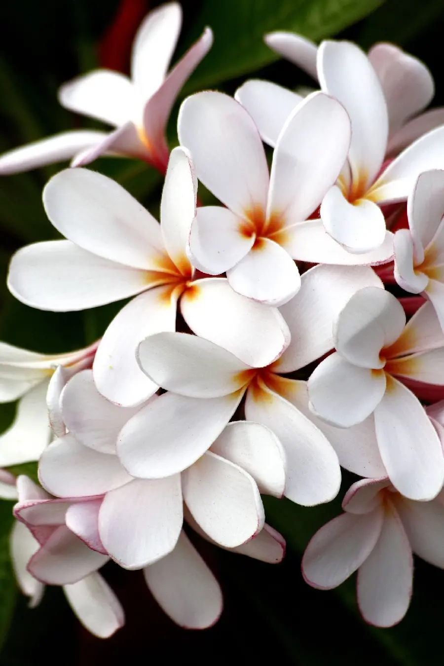 چاپ پوستر قاب موبایل گل هاوایی سفید خرید پوستر با قیمت مناسب برای اتاق