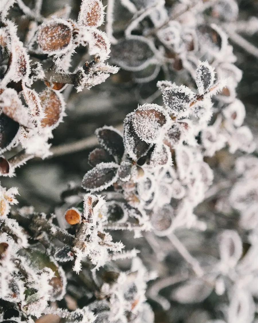 چاپ پوستر سفارش تابلو برگ سبز یخ زده در زمستان با قیمت ارزان