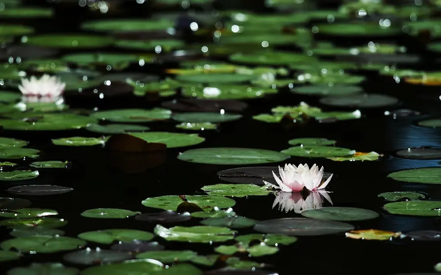 چاپ پوستر خرید پوستر دیواری نیلوفر آبی با کیفیت عالی برای چاپ روی شاسی