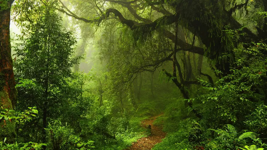 چاپ پوستر چاپ تخته شاسی جنگل سبز با کیفیت 4K و قیمت مناسب