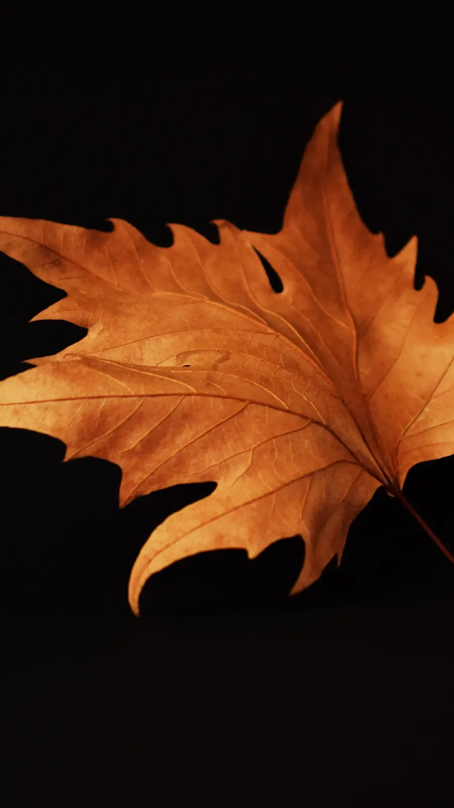 تصویر زمینه 4K موبایل برگ افرا با کیفیت اولترا اچ دی رایگان