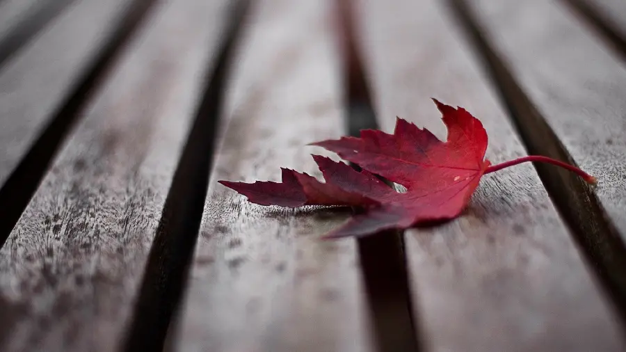 والپیپر 1080p برگ افرا با کیفیت عالی برای دانلود رایگان