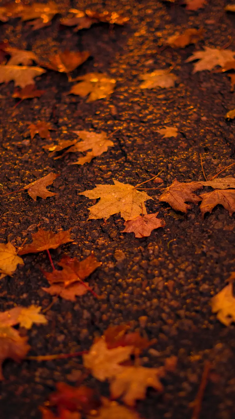 تصویر زمینه 4K آیفون برگ افرا با کیفیت عالی برای دانلود مستقیم